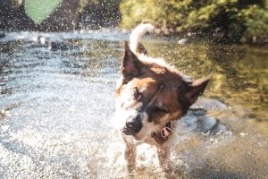 Swimming With Your Pet