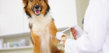 In for a check-up. Cropped shot of a vet bandaging up a collies paw